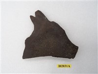 藏品(古鼈背甲化石)的圖片